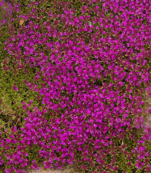 Thymus serpyllum 'Magic Carpet'